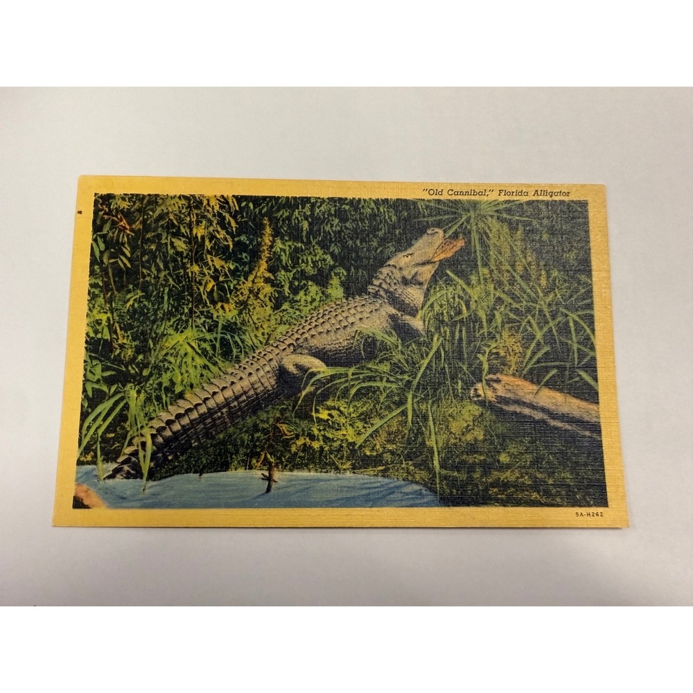 Vintage Old‎ Cannibal Florida Alligator Linen Postcard Ross Allen Silver Springs